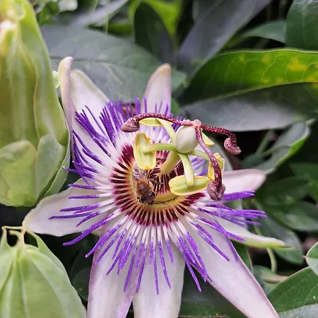 Apartment Aj 1 With Pool View, Santa Marina Village, *